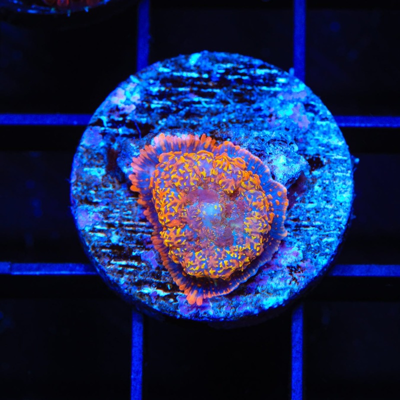 Golden Gate Rhodactis Mushroom Coral