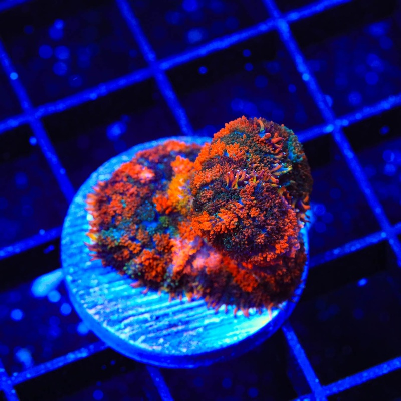 Gumdrop Rhodactis Mushroom Coral