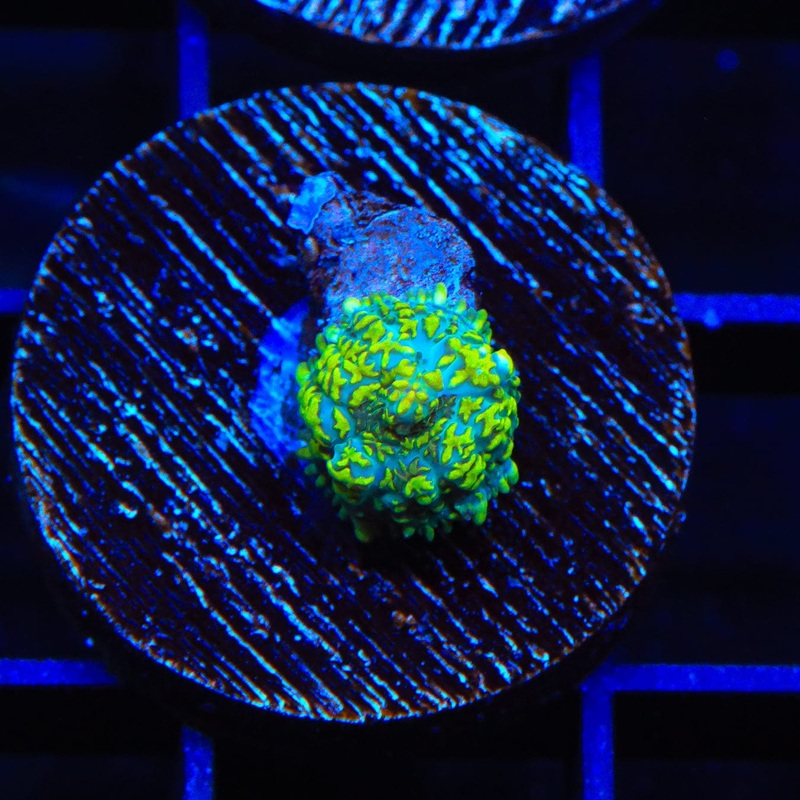 Hulk Smash Rhodactis Mushroom Coral