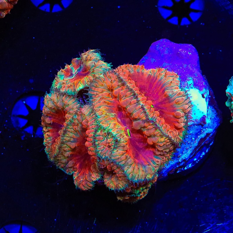 Insane Rainbow Blastomussa Colony Coral