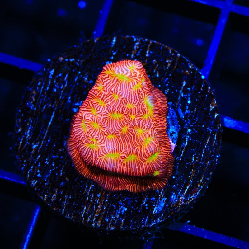 JF Jack O Lantern Leptoseris Coral
