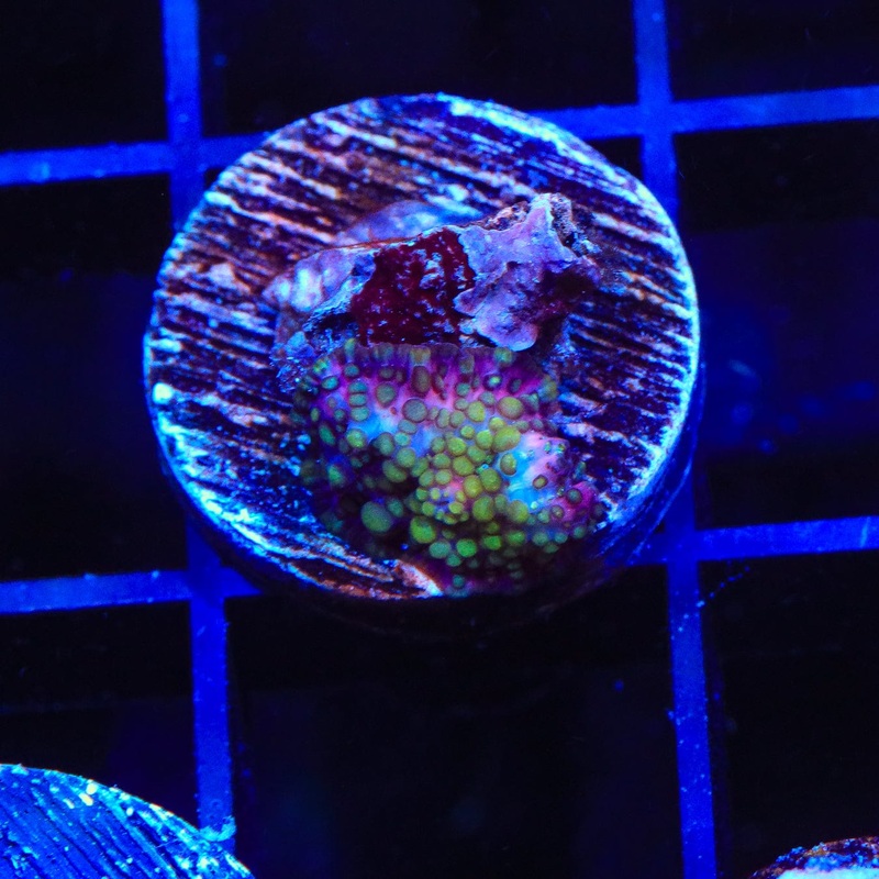 Lava Lamp Mushroom Coral