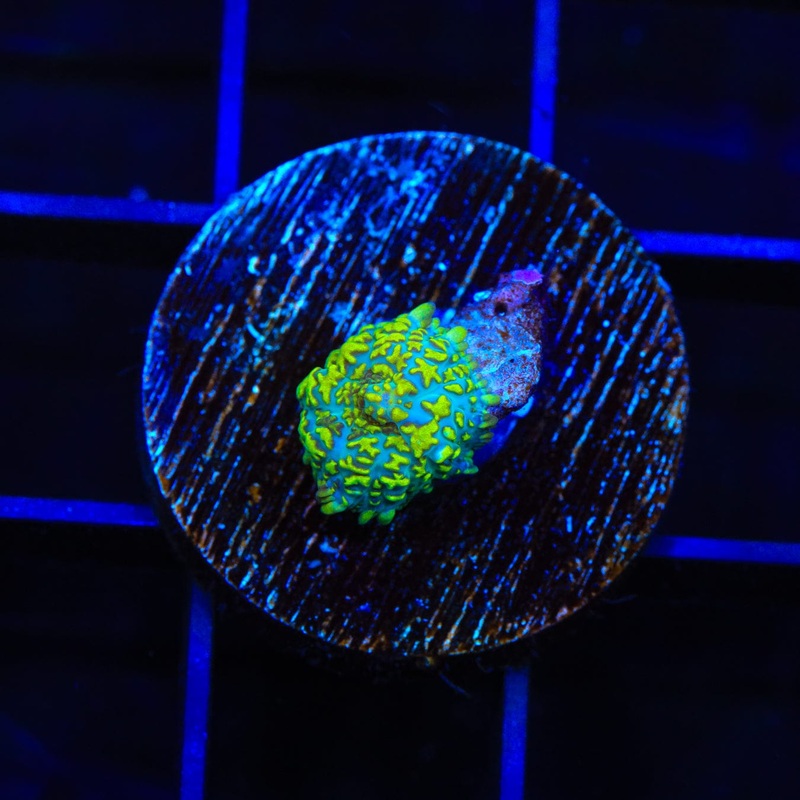 Margarita Rhodactis Mushroom Coral