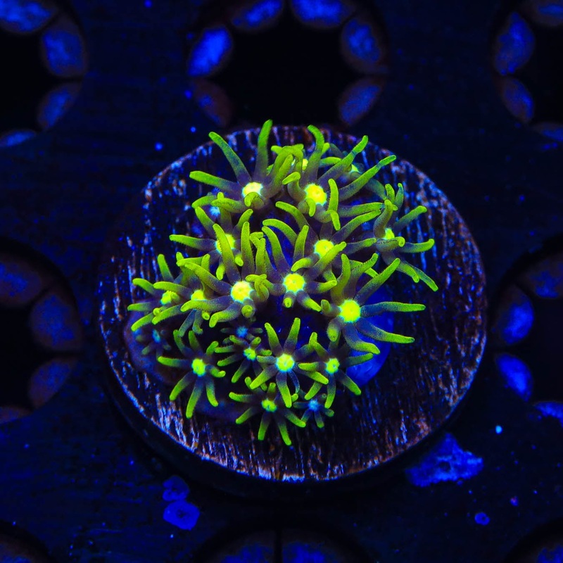 Metallic Green Center Star Polyps Coral