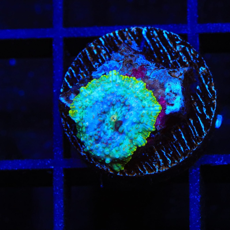 Mosh Pit Mushroom Coral