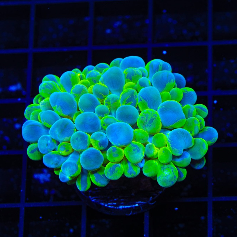 ORA Splatter Pearl Bubble Coral