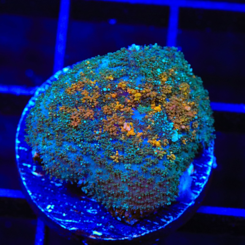 Orange Speckled Mushroom Coral