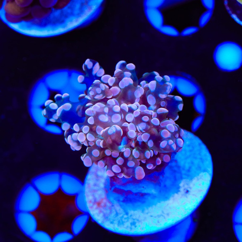 Pink Frogspawn Coral