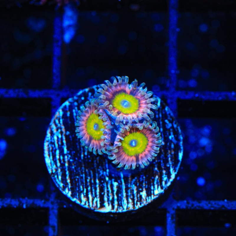 Pink Hippo Zoanthids Coral