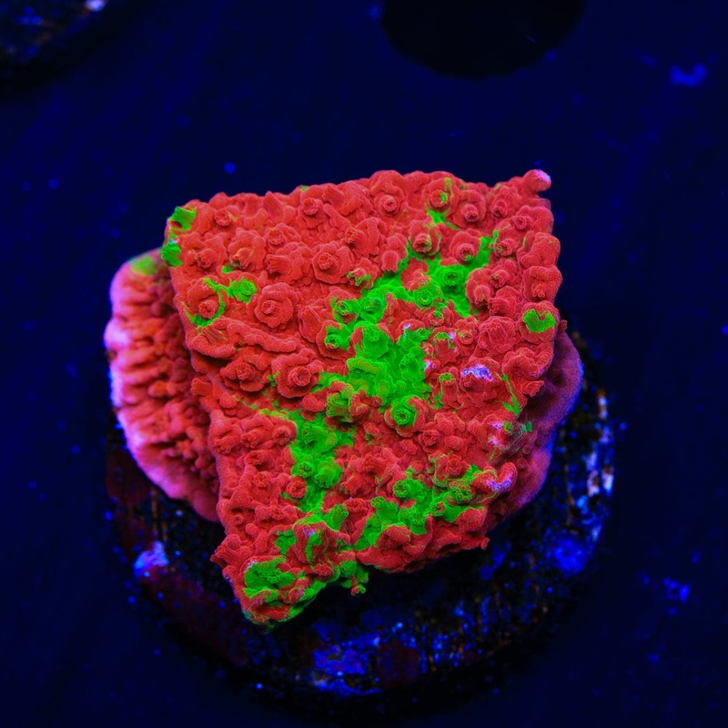 Premium WWC Grafted Monti Cap Coral