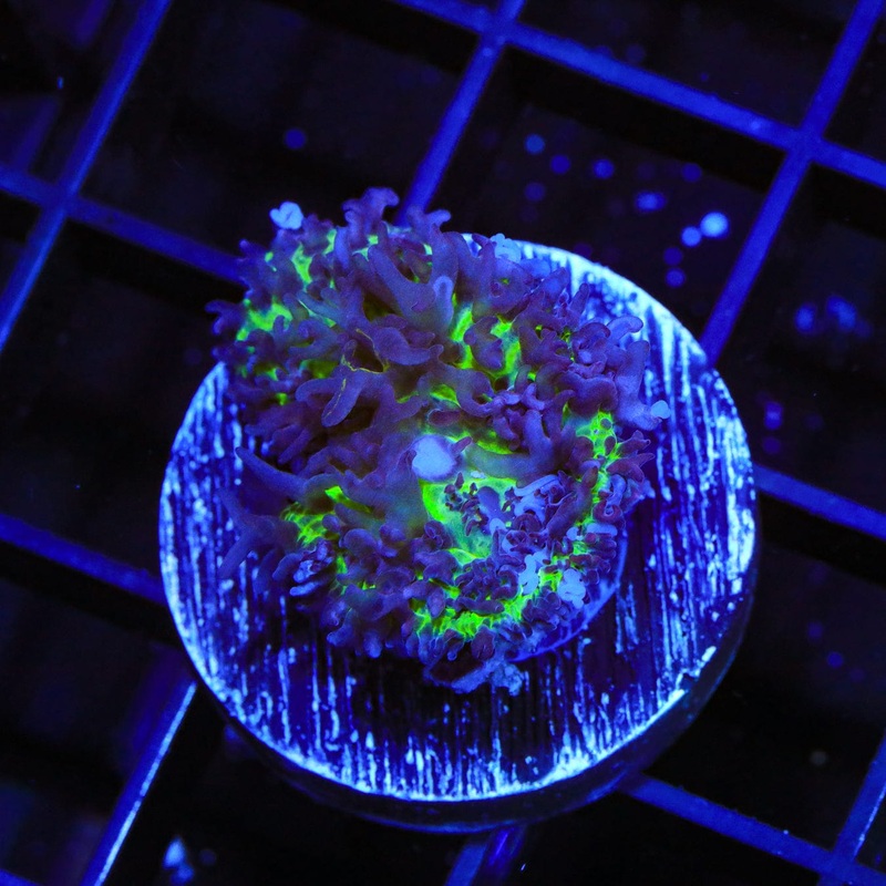 Purple Fuzzy Mushroom Coral