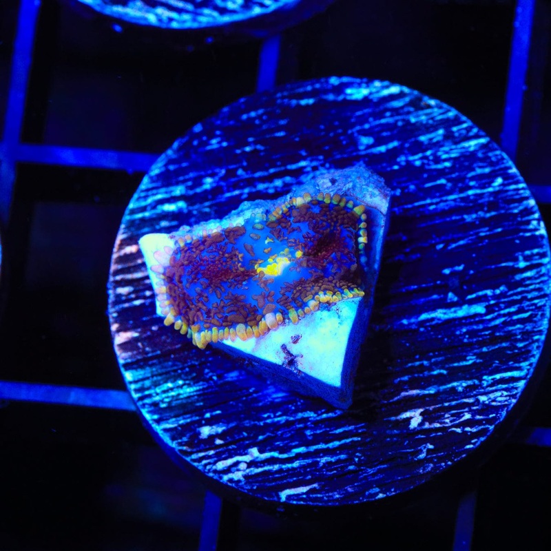 Purple Smurple Rhodactis Mushroom Coral