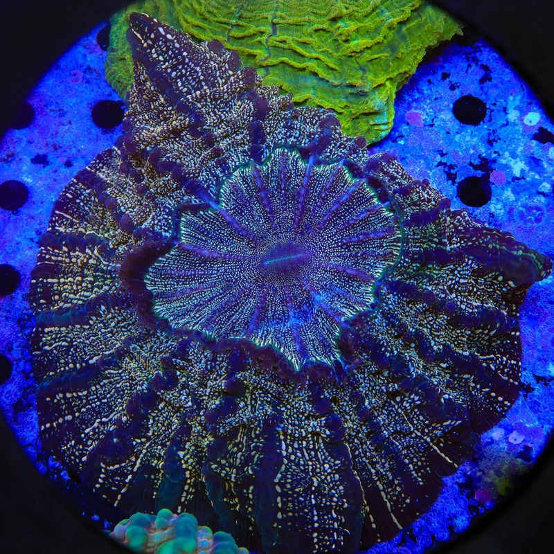 Rainbow Speckled Acanthophyllia Coral