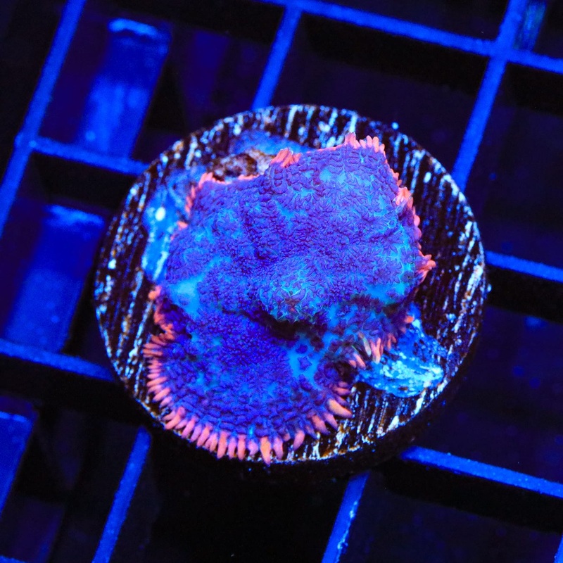 Saturns Ring Rhodactis Mushroom Coral