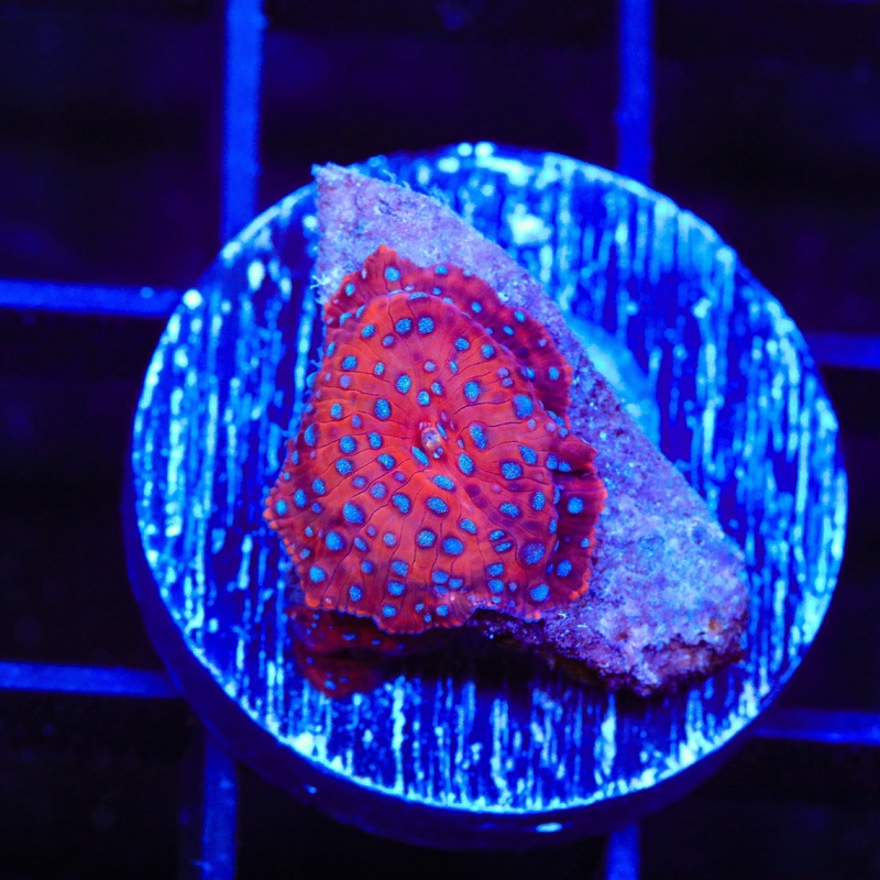 Superman Mushroom Coral