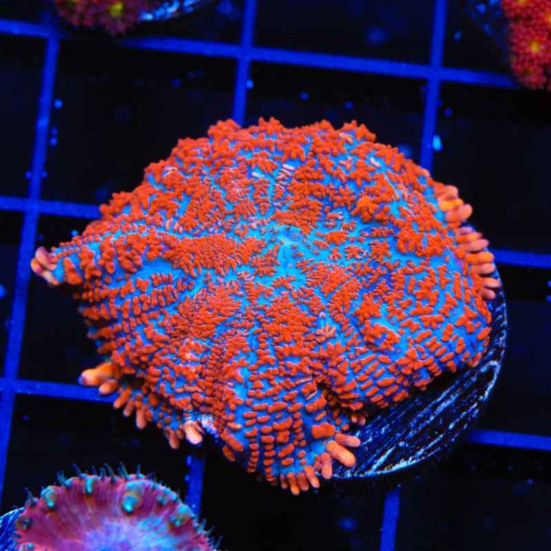 Superman Rhodactis Coral