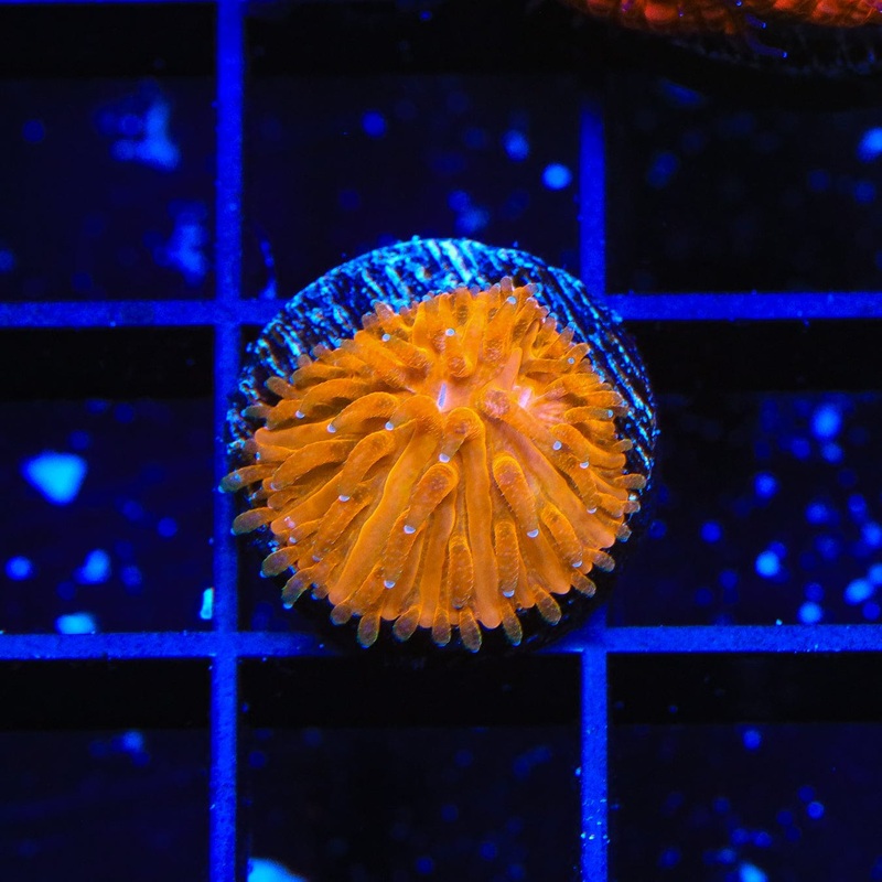 TSA Agent Orange Plate Coral