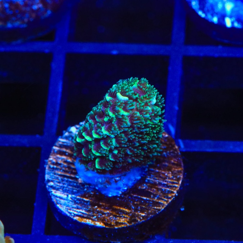 TSA Aqua Matrix Acropora Coral