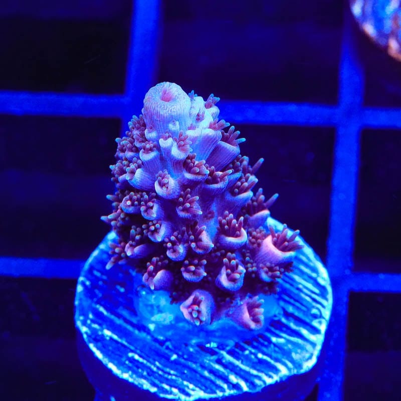 TSA Berry Blast Albro Acropora Coral