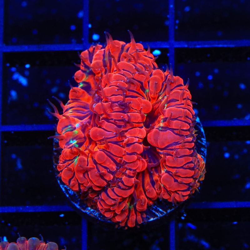 TSA Black Widow Blastomussa Coral