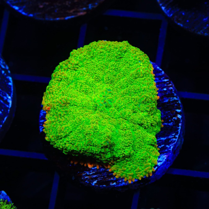 TSA Blast Wave Rhodactis Mushroom Coral