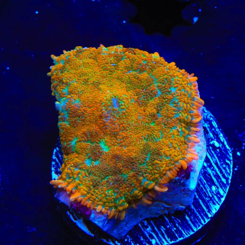 TSA Blasting Sunray Rhodactis Mushroom Coral