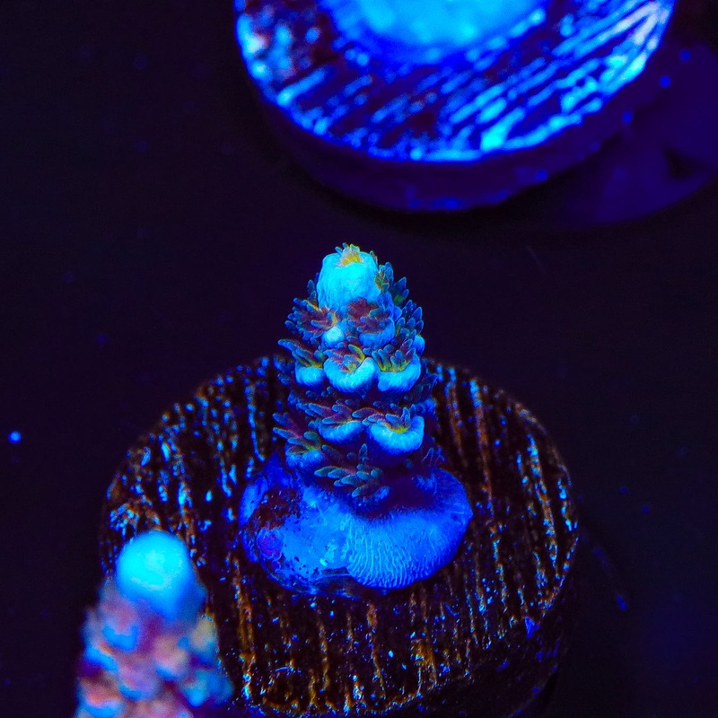 TSA Blueman Acropora Coral