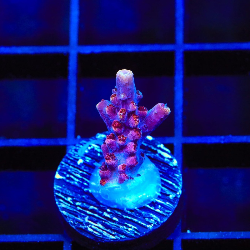 TSA Bottlerocket Acropora Coral