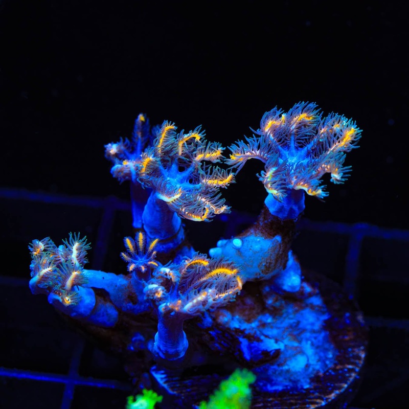 TSA Candy Corn Clove Polyp Coral