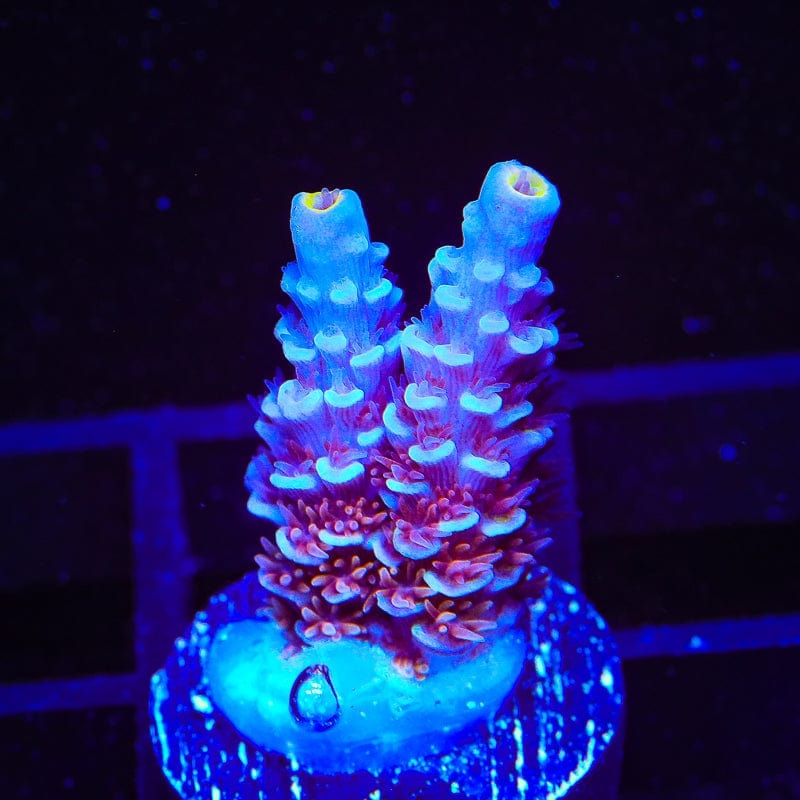 TSA Cataclysm Acropora Coral