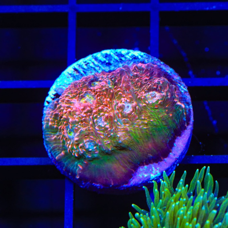 TSA Cherry Sherbet Chalice Coral
