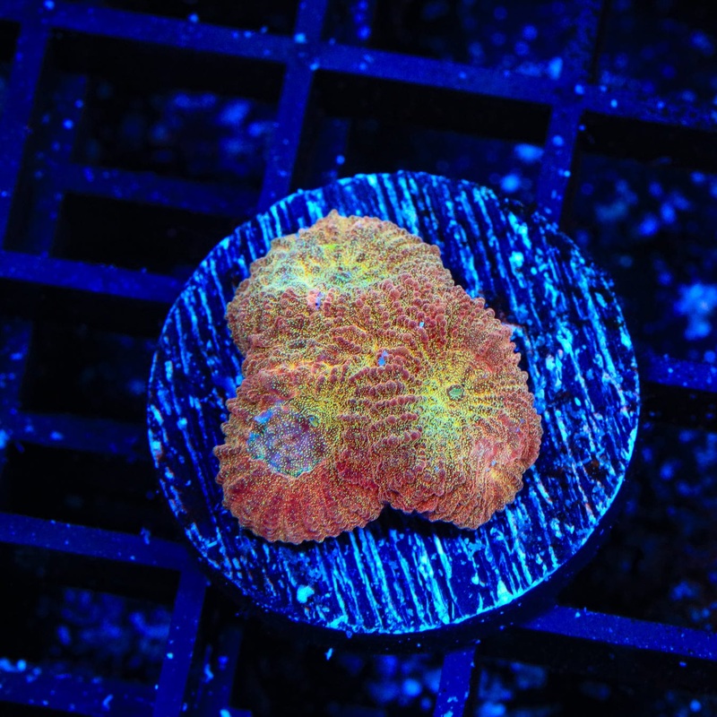TSA Cinnamon Apple Favia Coral