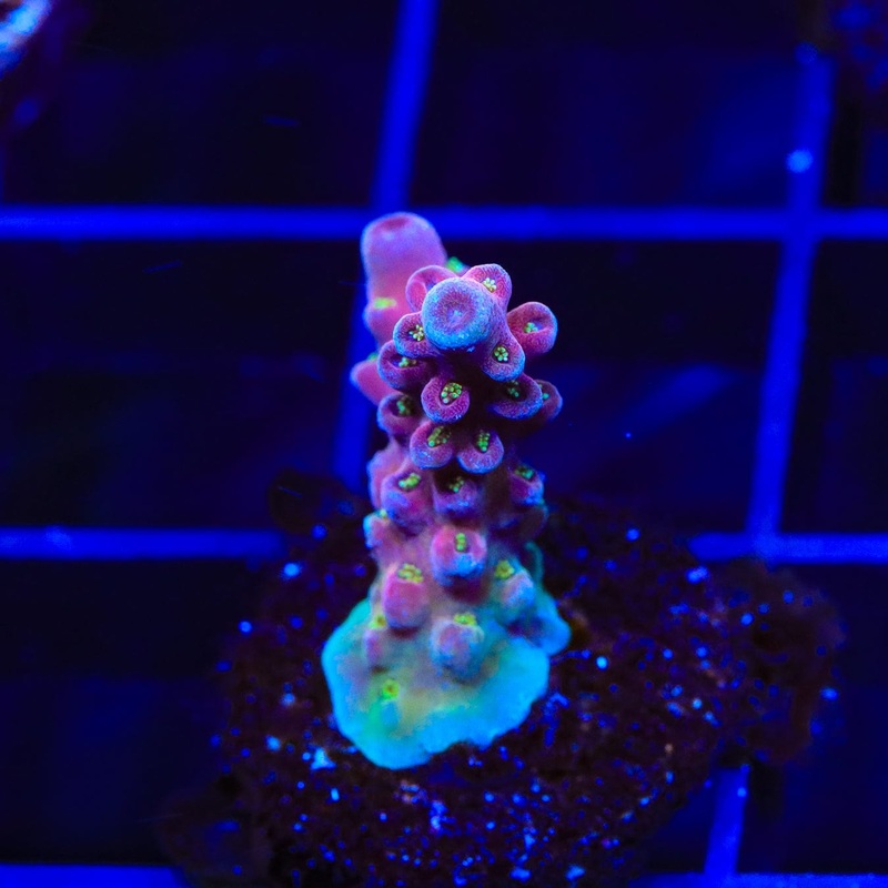 TSA Dante's Inferno Acropora Coral