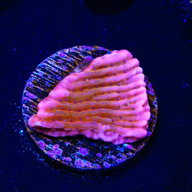 TSA Death Spiral Montipora Coral