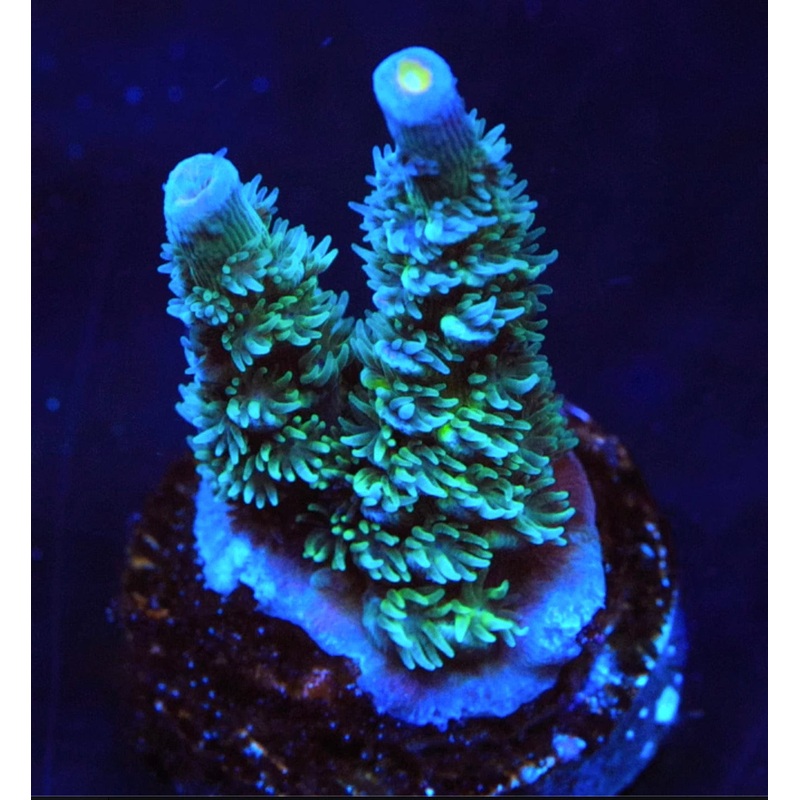 TSA Dirty Harry Acropora Coral