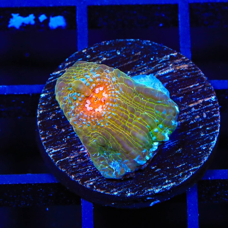 TSA Dragon Scale Chalice Coral