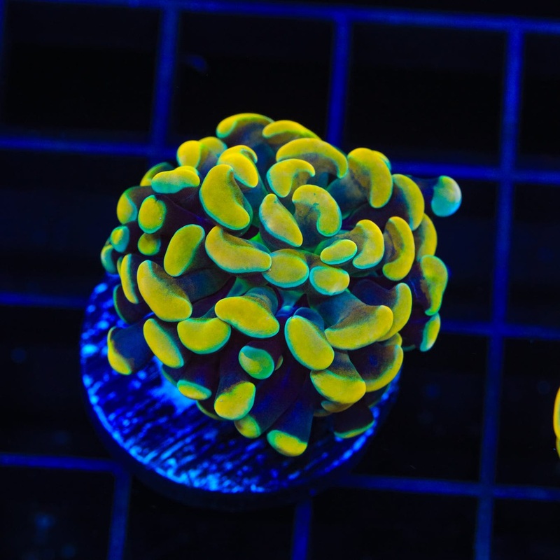 TSA Electro Hammer Coral