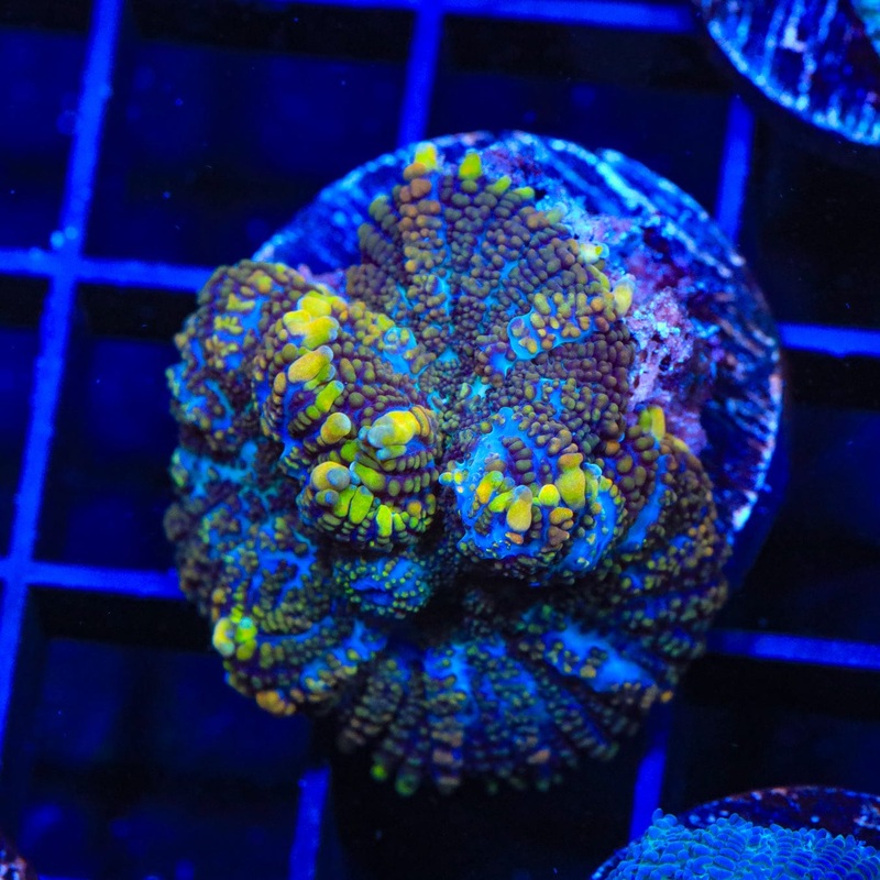 TSA Fall Pumpkin Rhodactis Mushroom Coral