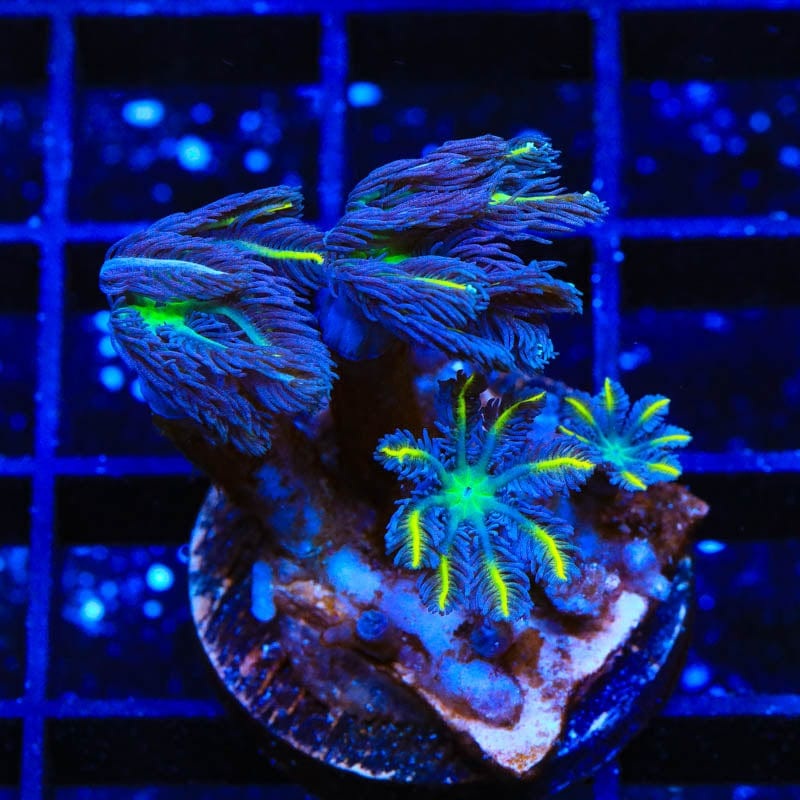TSA Firework Clove Polyp Coral