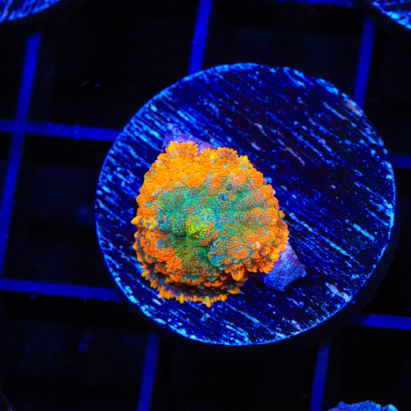 TSA Forest Wave Rhodactis Mushroom Coral
