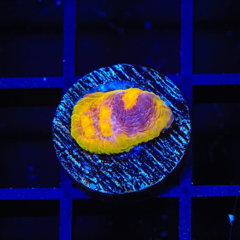 TSA Gold Mine Chalice Coral