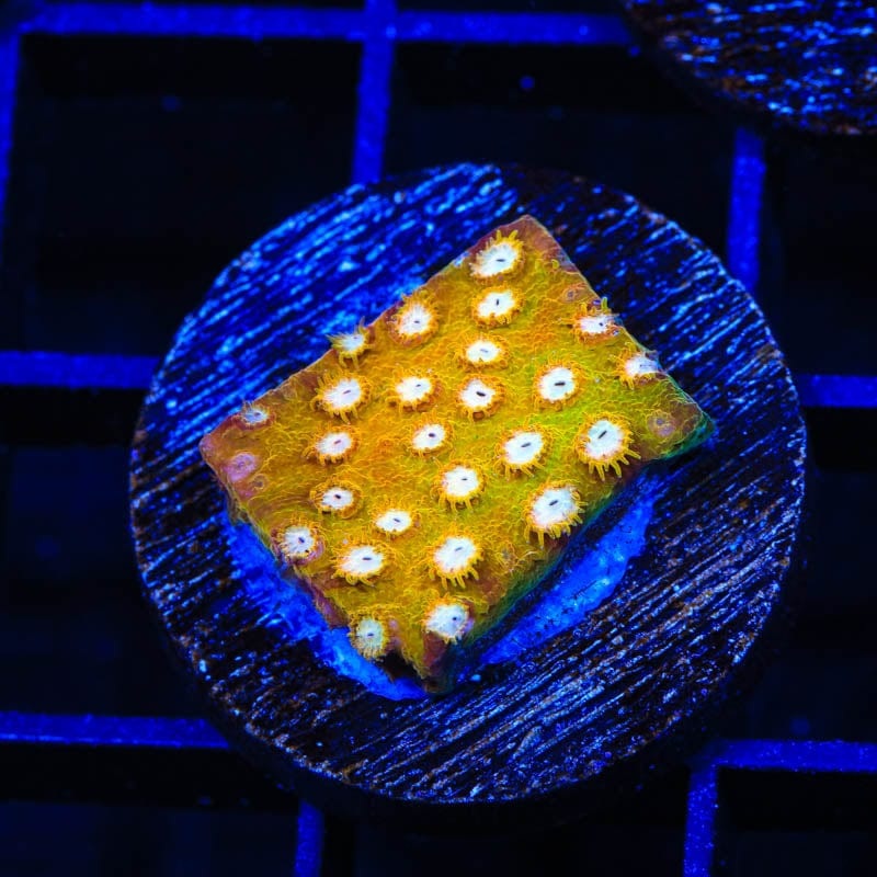 TSA Golden Girls Cyphastrea Coral