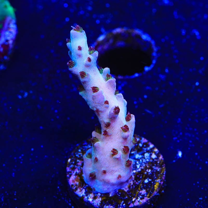 TSA Gun Slinger Acropora Coral