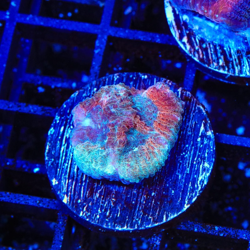 TSA Hawaiian Punch Favia Coral