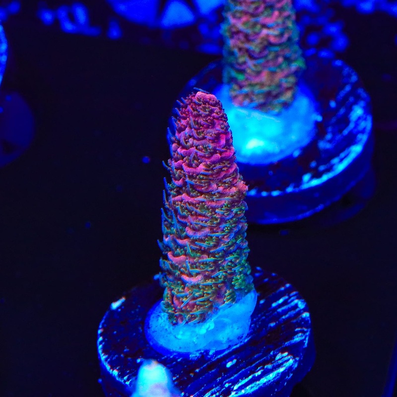 TSA Heaven and Hell Milli Acropora Coral