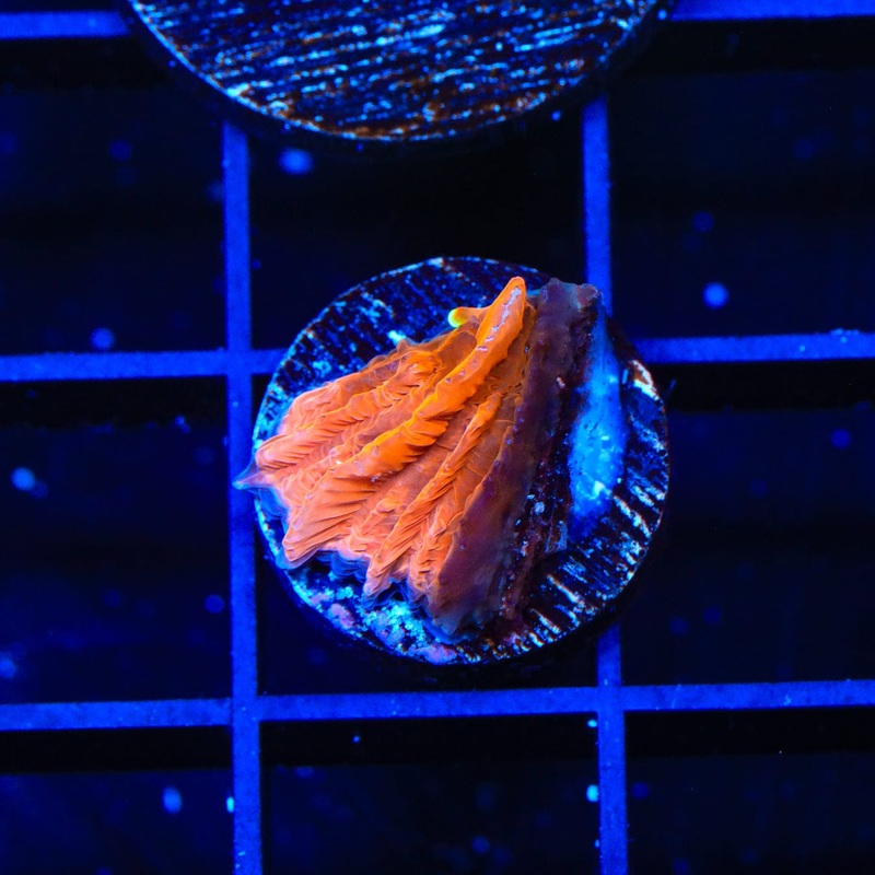 TSA Hot Pepper Plate Coral