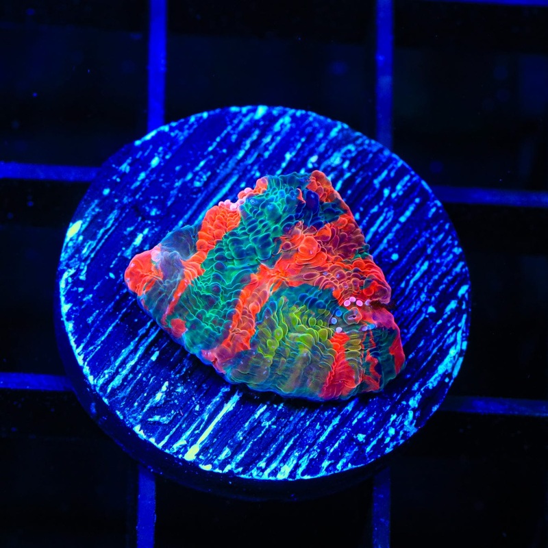 TSA Hurricane Chalice Coral