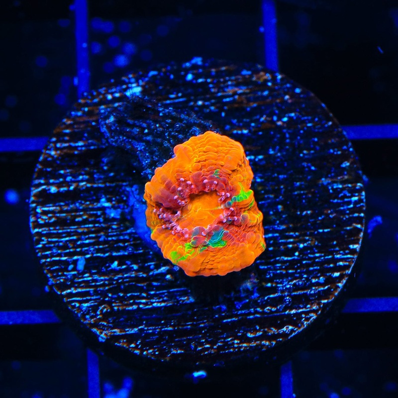 TSA Insane Clown Chalice Coral