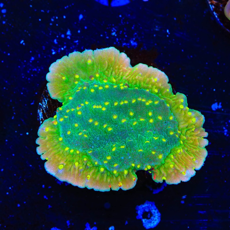 TSA Jolly Rancher Montipora Cap Coral