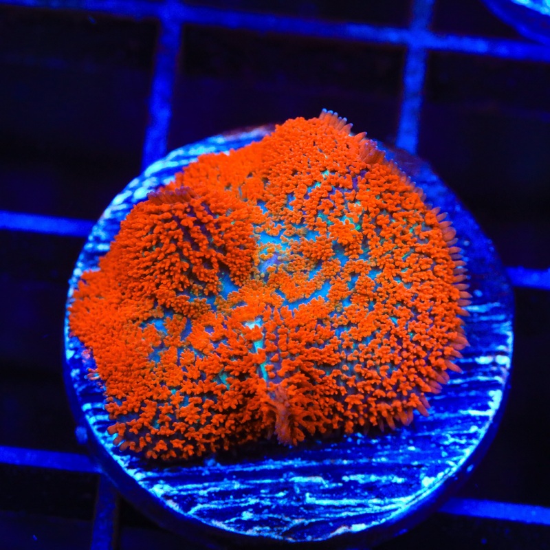 TSA Lava Mushroom Coral
